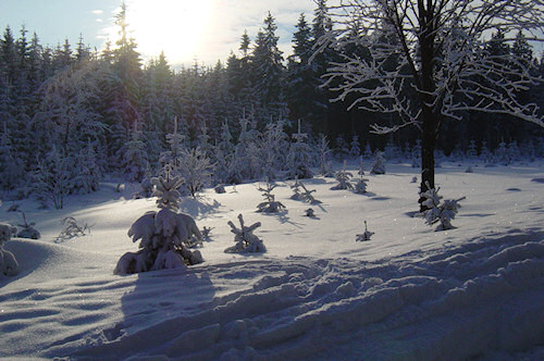 winterland.jpg